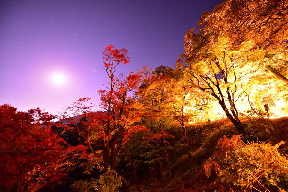 雲岩公園　紅葉ライトアップ