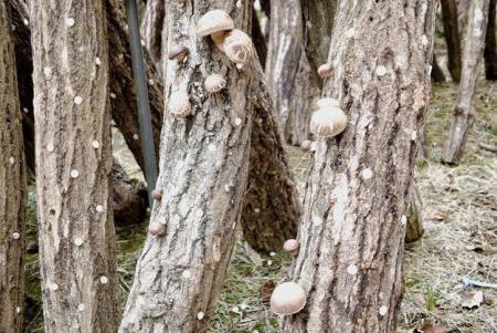 ジャンボしいたけの菌打ち体験と栽培指導