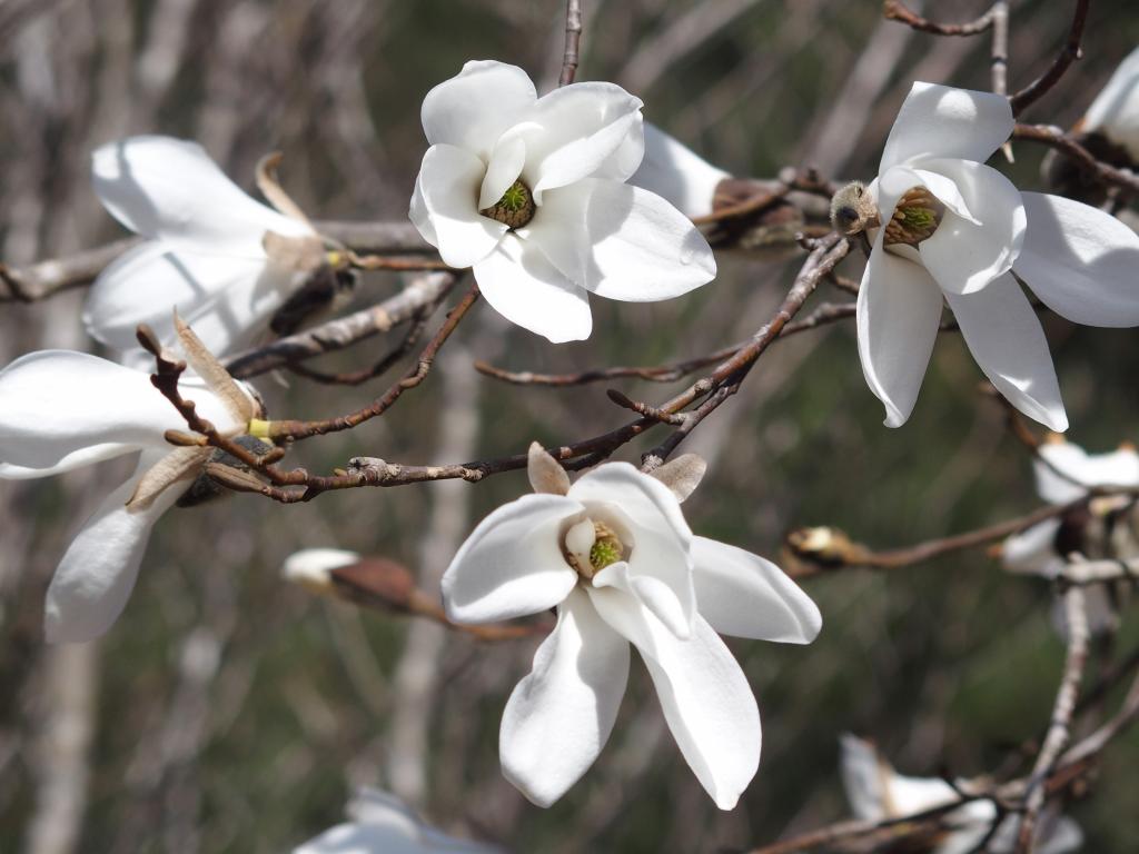 花いっぱい！早春の杉山を歩こう～4月6日開催　花の百名山、大江山を歩く
