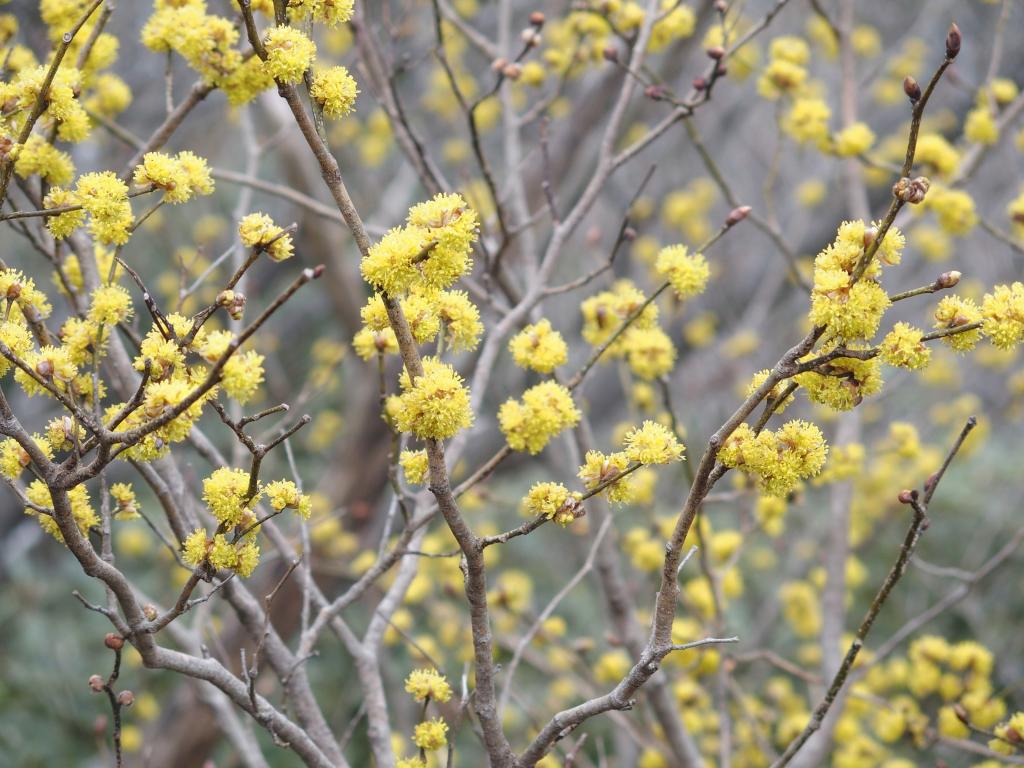花いっぱい！早春の杉山を歩こう～4月6日開催　花の百名山、大江山を歩く