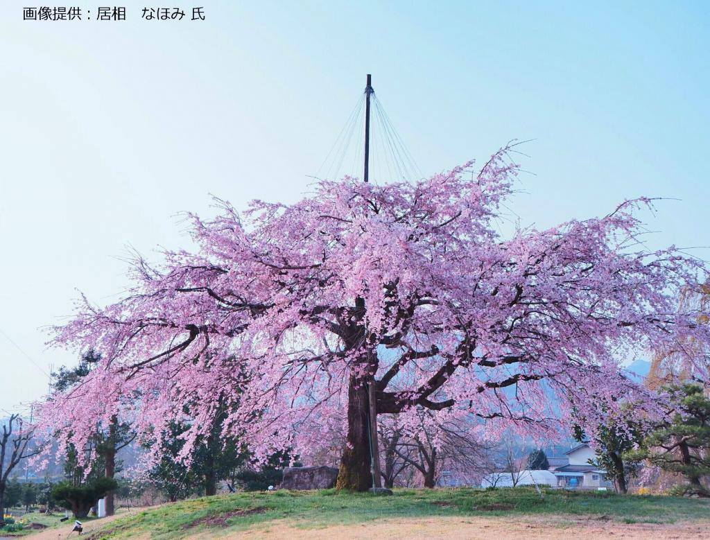 桜花祭～しだれ桜の夕べ～