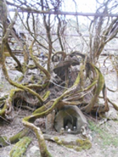 大江てくてくウォーキング　　　　　　　　　　　　　　　　　　　　　　　　　　　　　　『才ノ神の藤を訪ねる　十倉一宮から才ノ神の藤公園、阿良須神社を歩く』