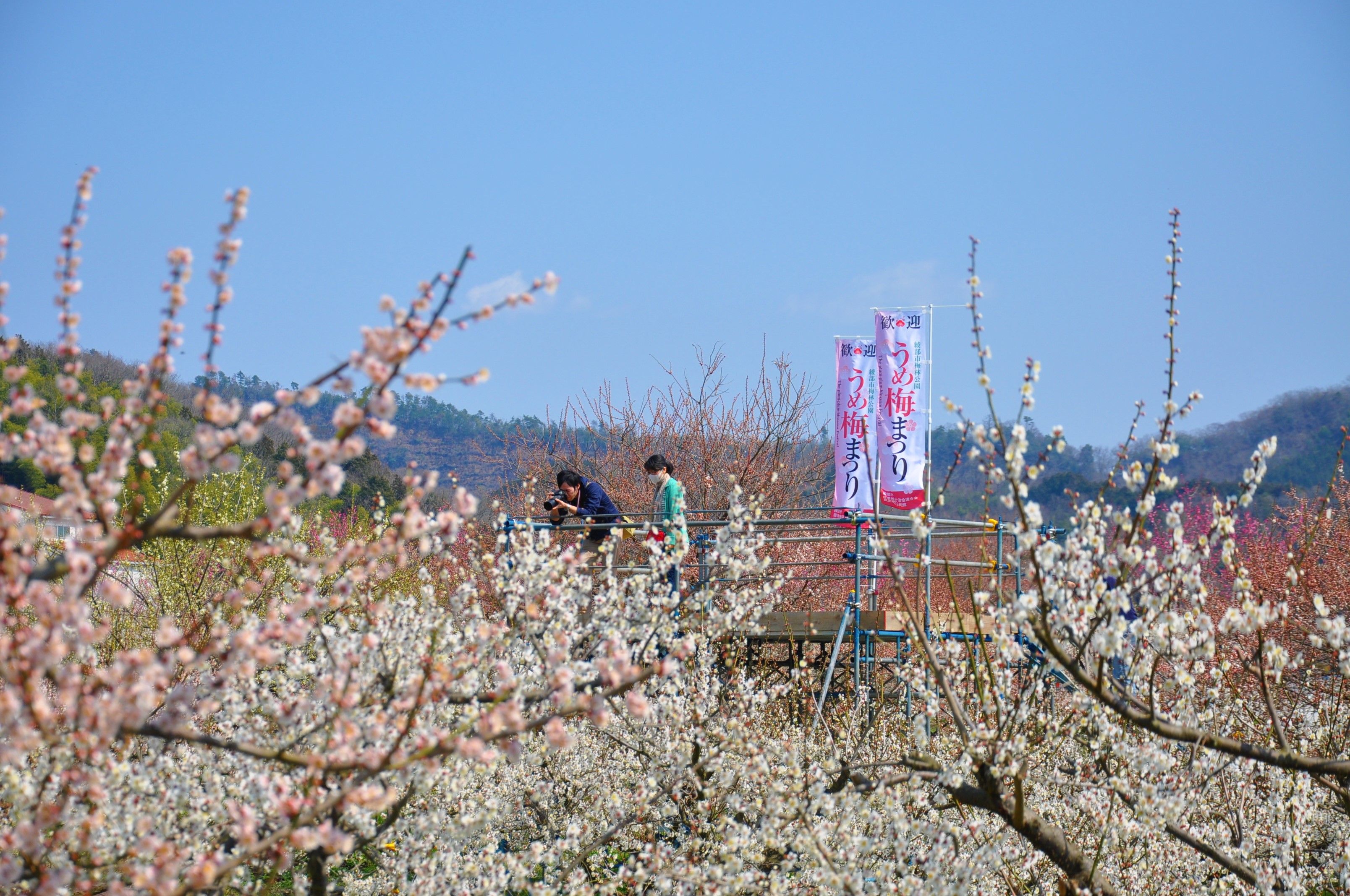 梅林公園うめ梅まつり