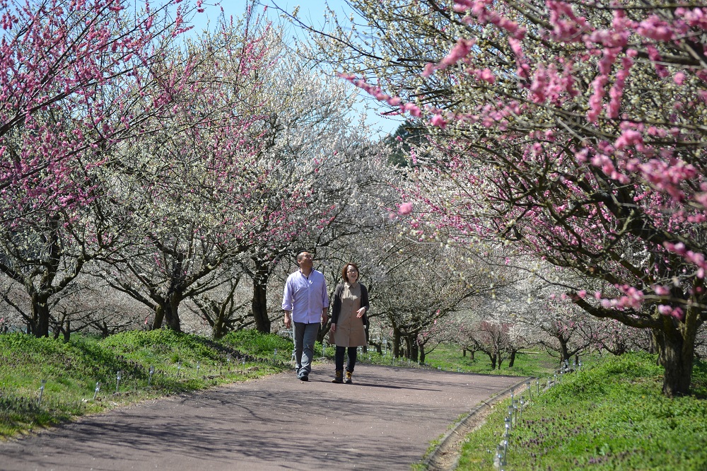 梅林公園うめ梅まつり