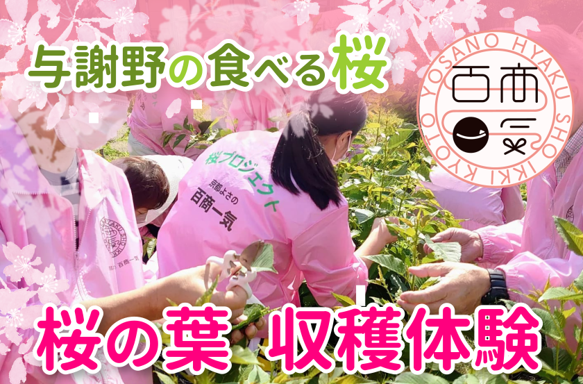 【与謝野町】与謝野の食べる桜「桜葉摘み体験」参加者募集！
