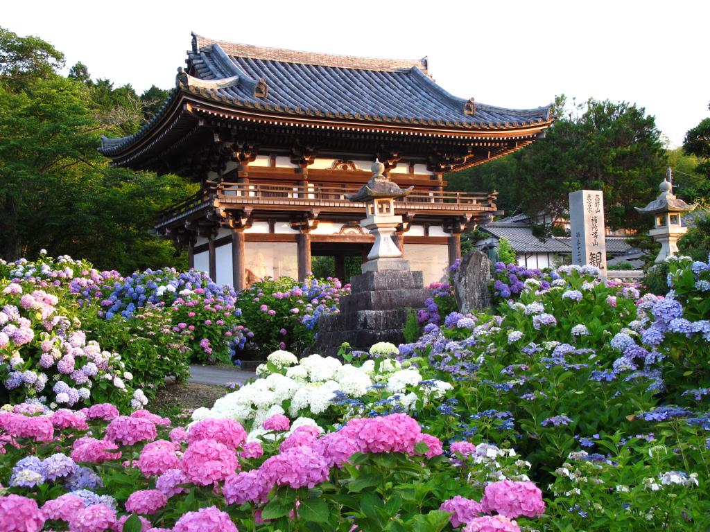 「觀音寺紫陽花と仁王門」