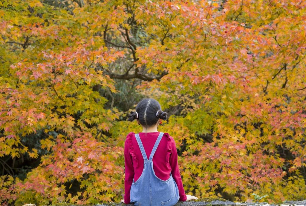 秋の絶景とおいしい米を求めて、綾部・水源の里へ