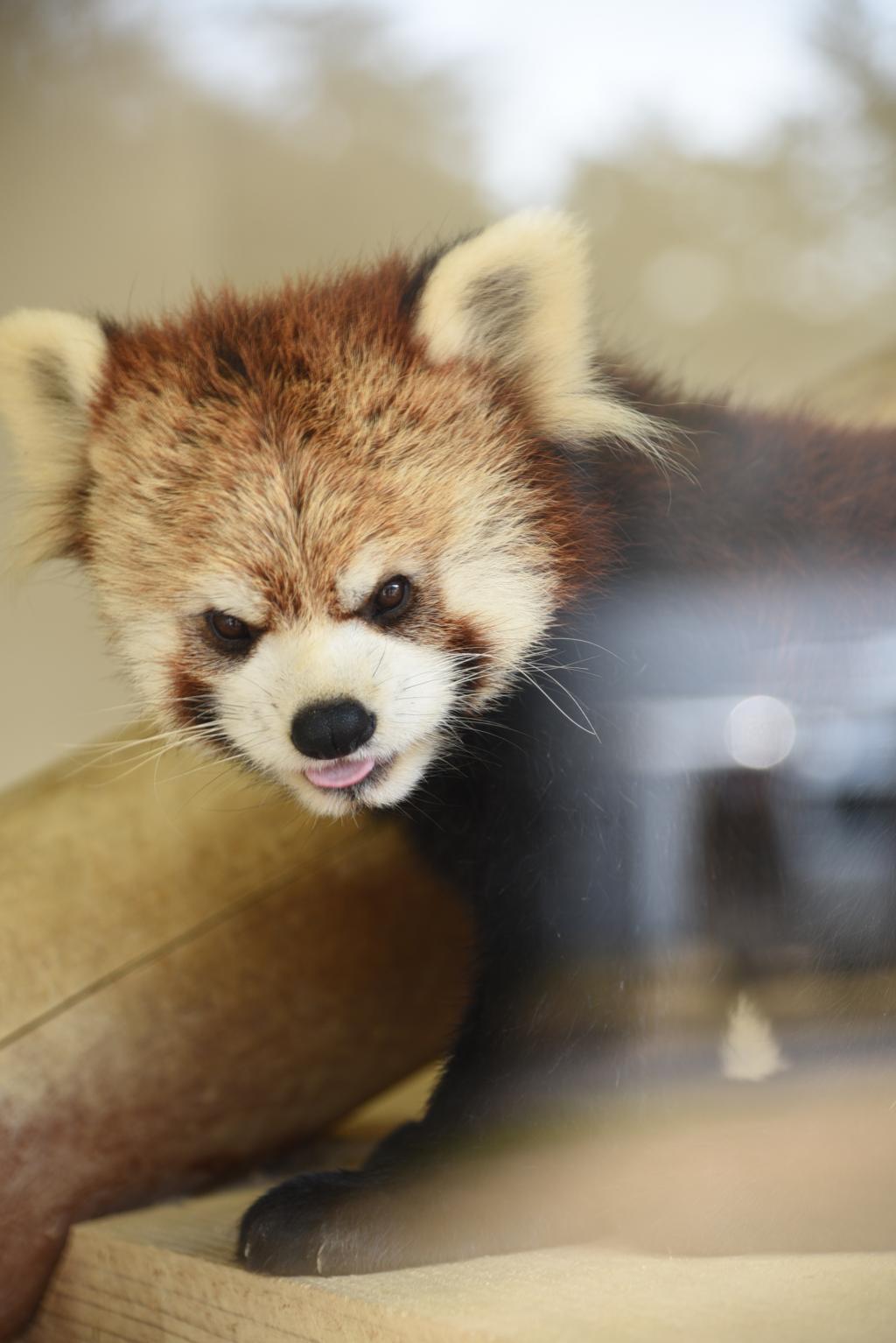 人と動物が近い動物園