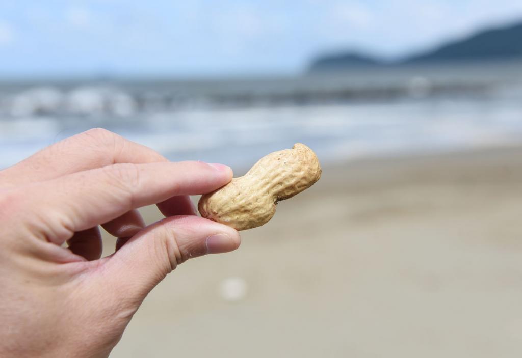 潮香る幻の落花生　舞鶴・神崎
