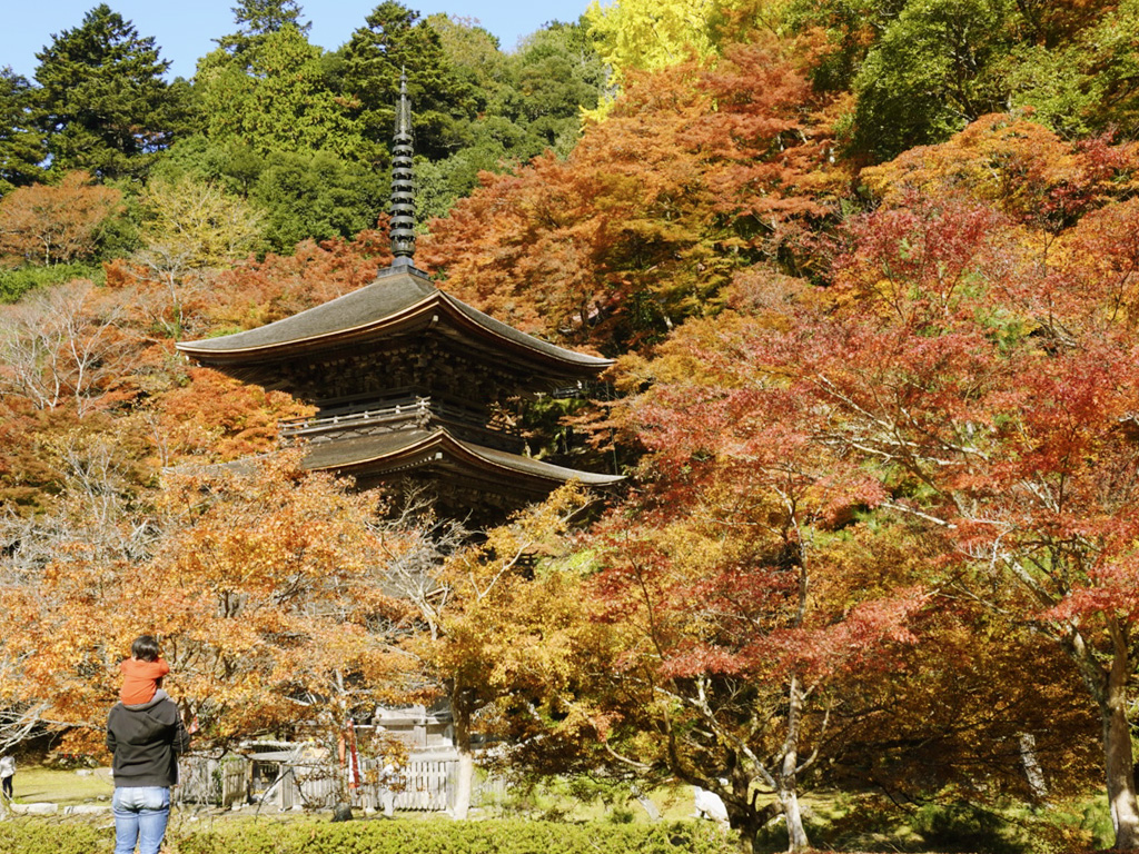 紅葉に包まれる金剛院