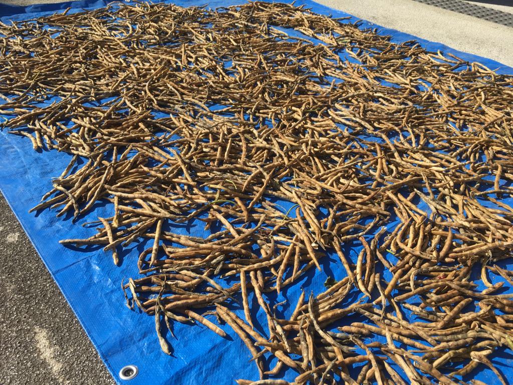 高齢化などで生産量激減