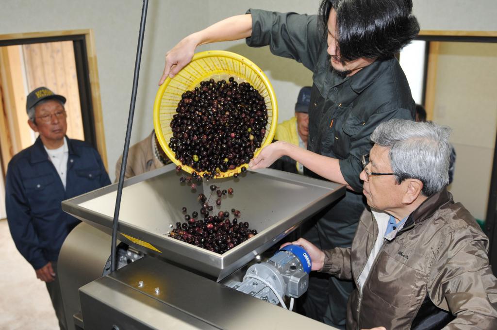 産業化へ2013年に栽培始まる