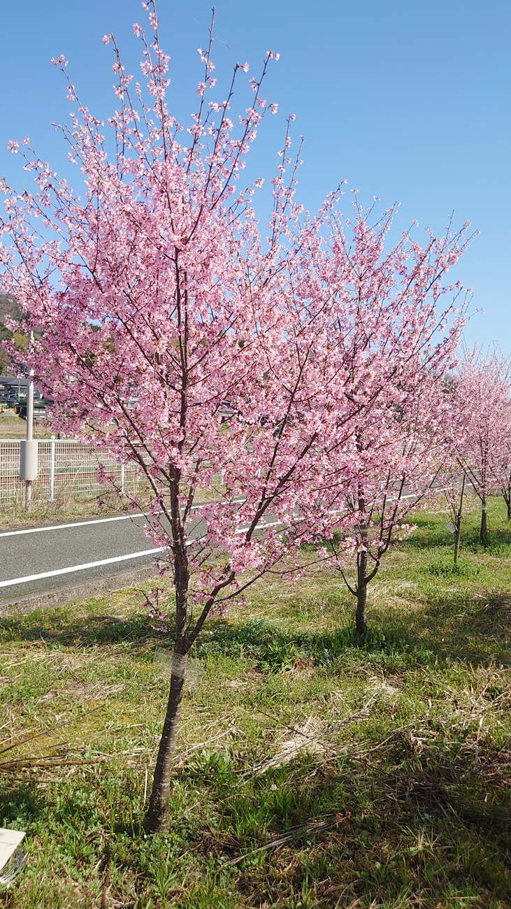 与謝野駅前に「見る桜」植樹