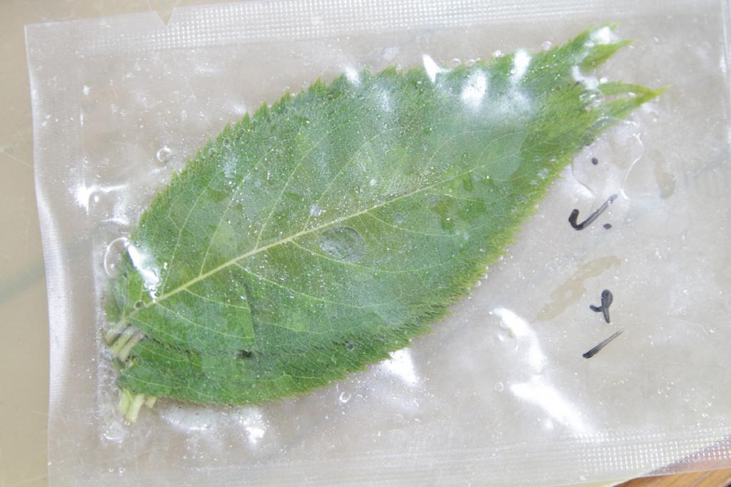 無農薬、「京都」ブランドで需要高まる