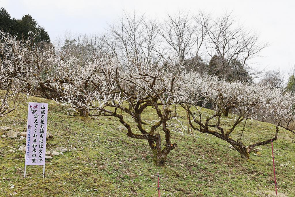 梅の名所「松原梅林」
