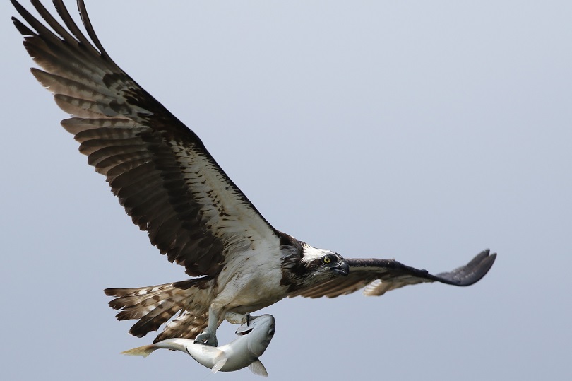 日本は野鳥列島