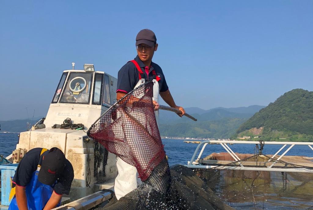 伊根は日本海側唯一のブリ養殖地