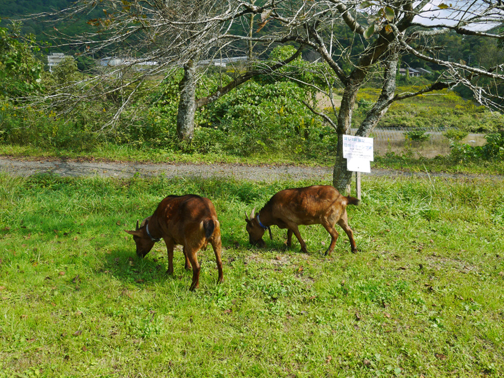 動物に触れよう、会いに行こう。綾部ふれあい牧場