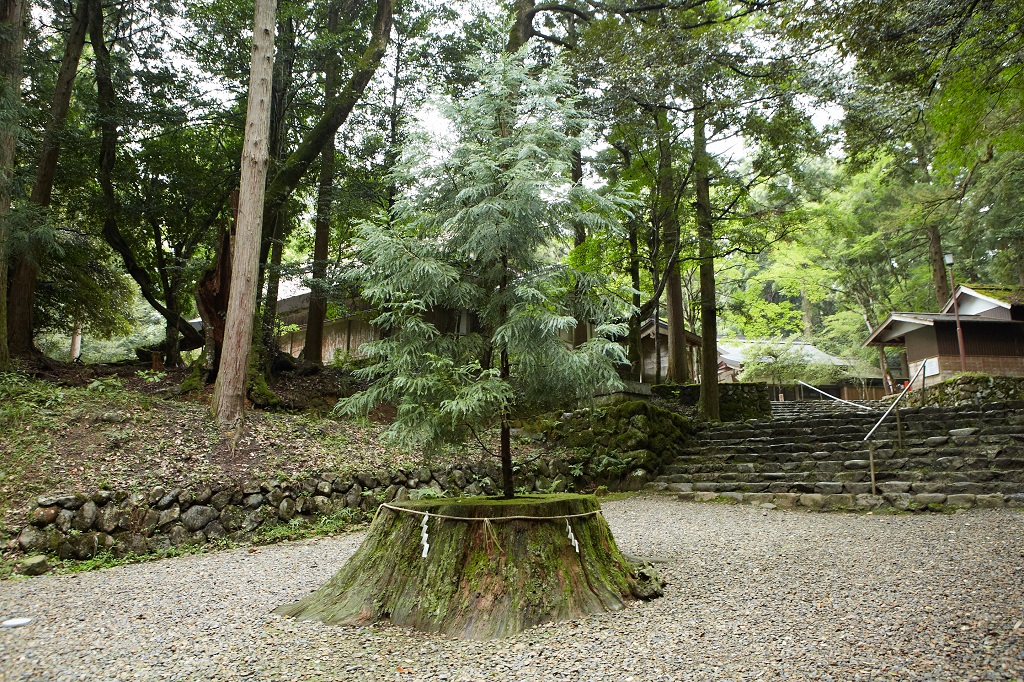 Sacred Power Spot and Dragon Lantern Cedar 2