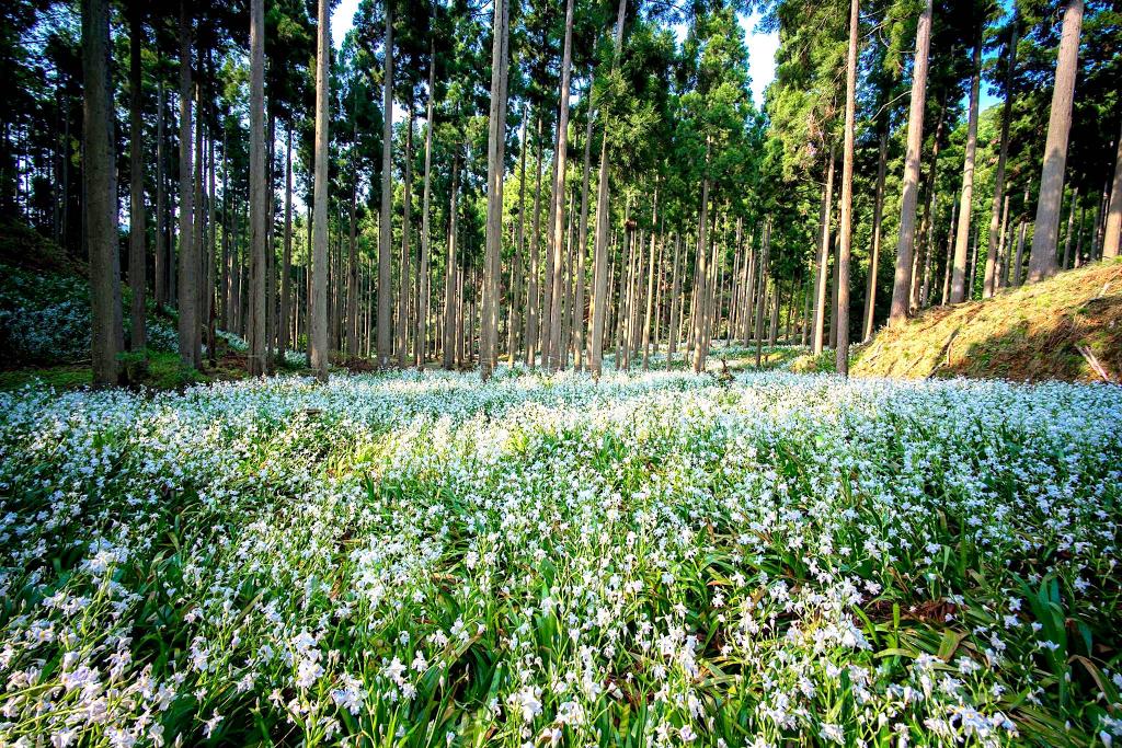 Shaga Forest (Ayabe) 1