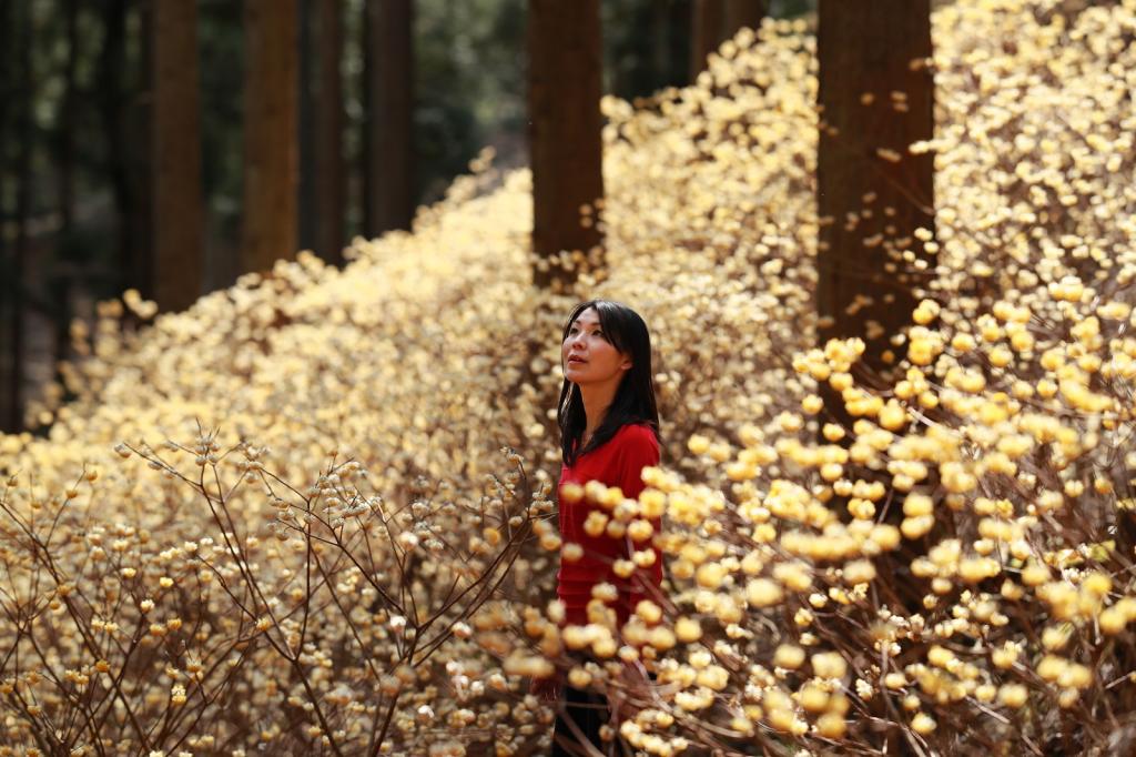 Shaga Forest, Oriental Paperbush IN BLOOM 1