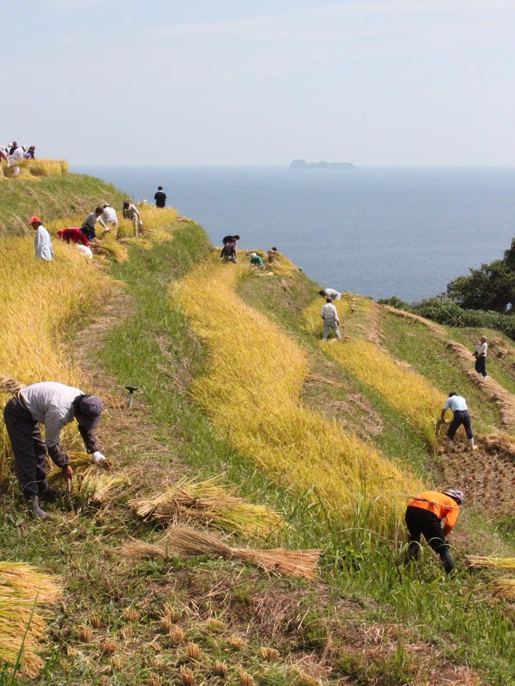 Nii Rice Terraces (Ine) 2