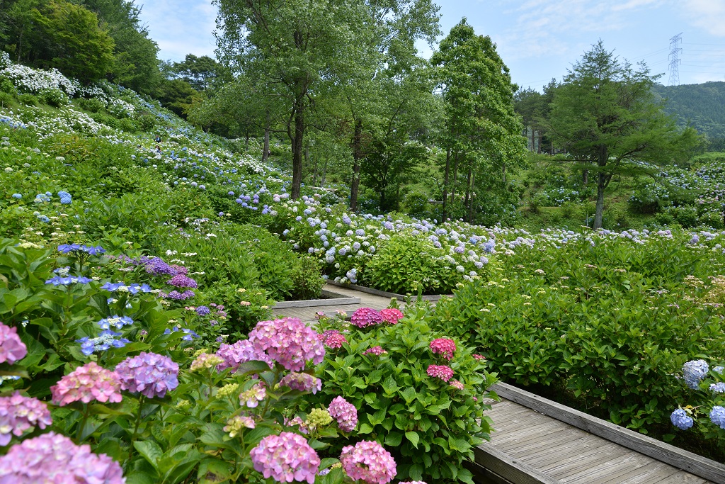 Maizuru Hydrangea Park 1