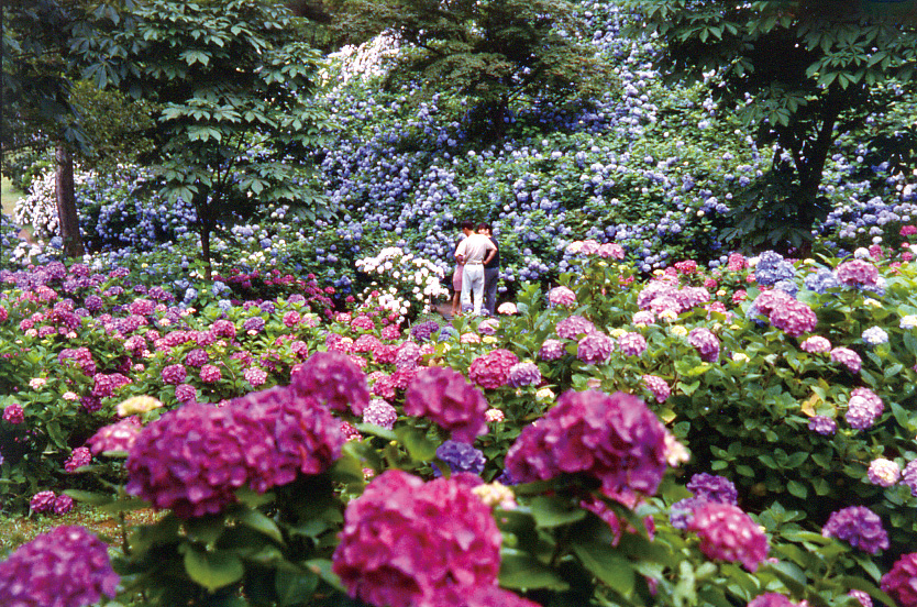 Maizuru Hydrangea Park 2