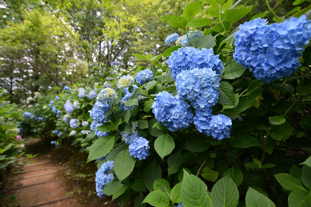 Maizuru Hydrangea Park 3