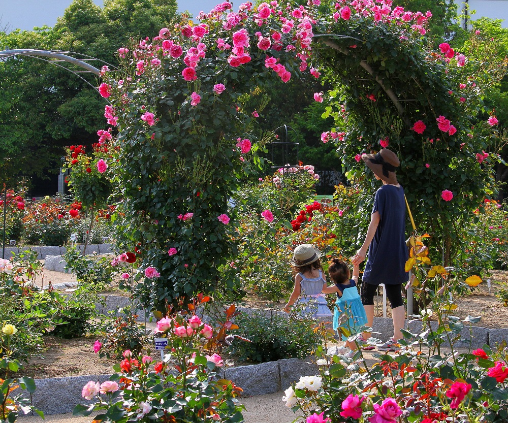 Ayabe Rose Garden 2