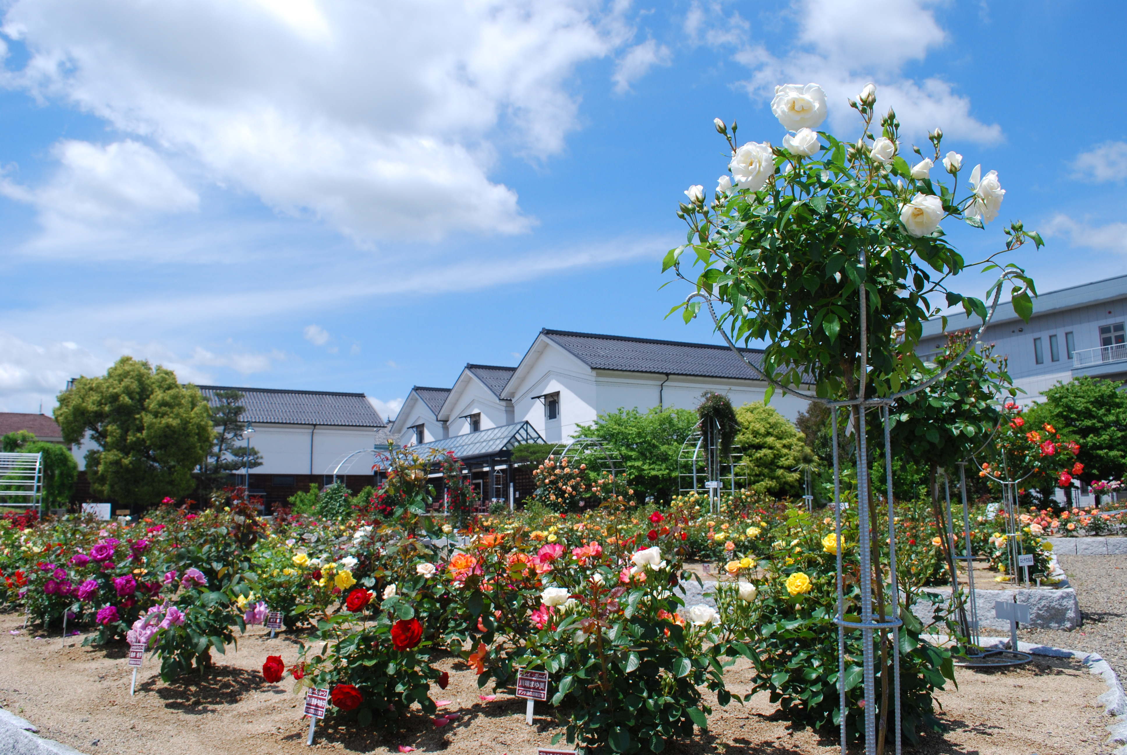 綾部バラ園