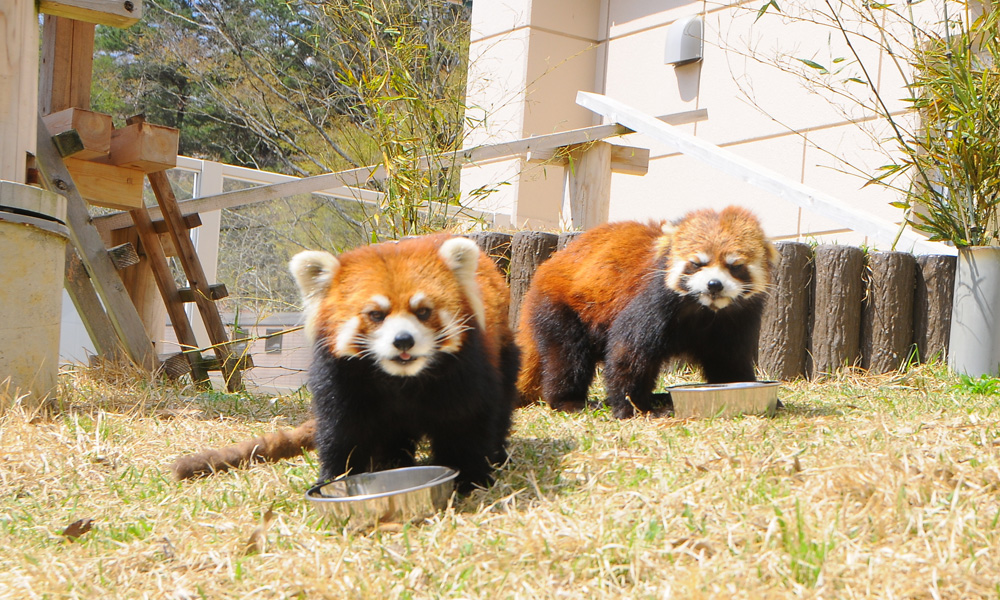 福知山市／福知山市動物園・三段池公園