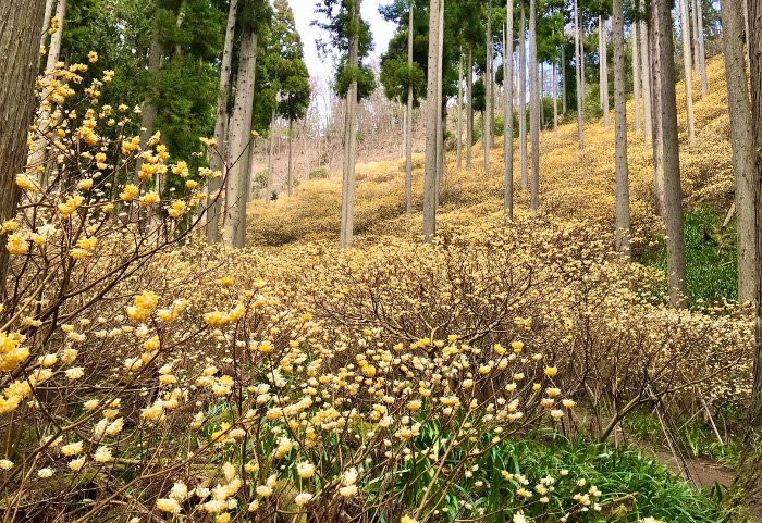 ミツマタ群生地