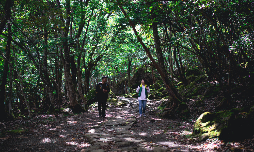 大江山の山道