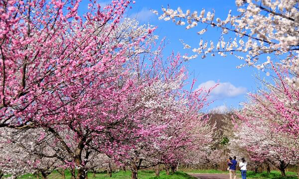 綾部市梅林公園（例年見頃は3月上旬～3月下旬）