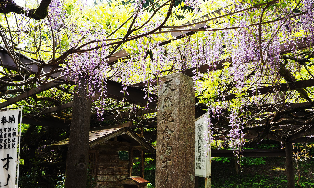 才ノ神の藤公園