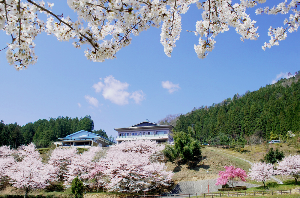 遊べる温泉「あやべ温泉」の桜(例年見頃は4月上旬~4中旬)