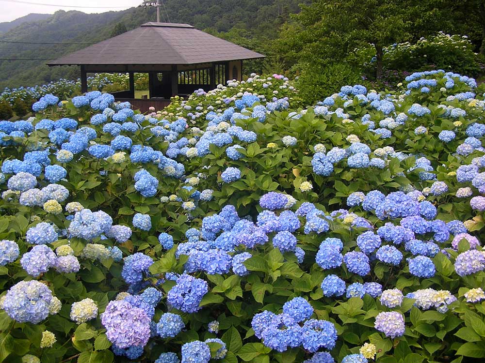 舞鶴自然文化園2019年「アジサイまつり」