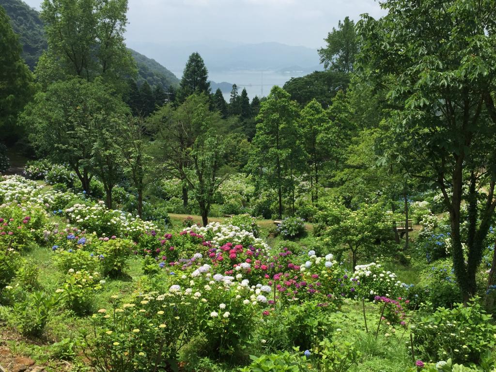 舞鶴自然文化園2019年「アジサイまつり」