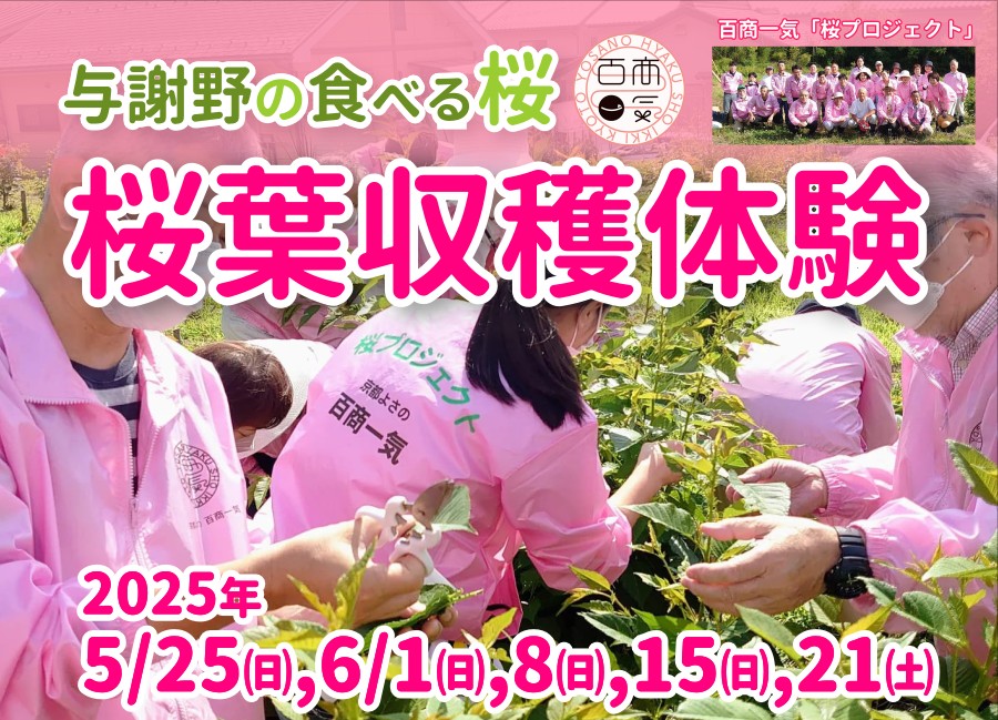 【よさの百商一気】5/25．6/1．8．15．21「与謝野の食べる桜」 桜葉収穫体験 予約受付中！