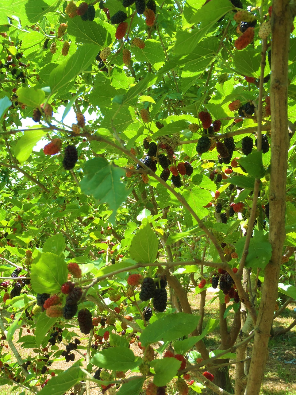 マルベリー（桑の実）摘み