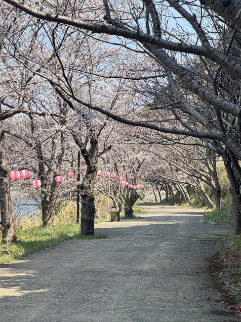 離湖公園-ライトアップ-