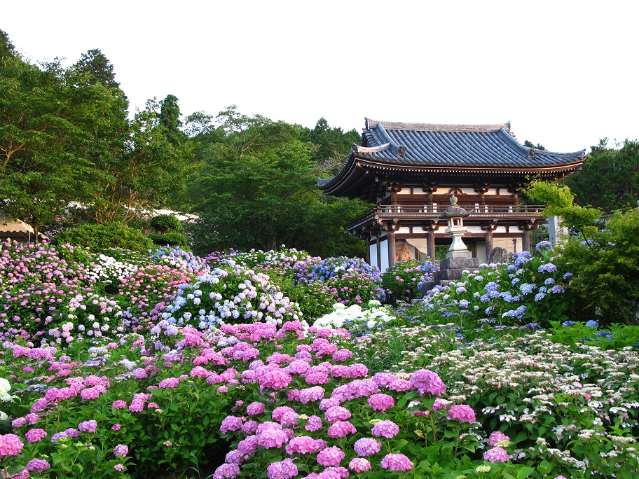 関西花の寺霊場第1番札所・觀音寺のあじさいまつり