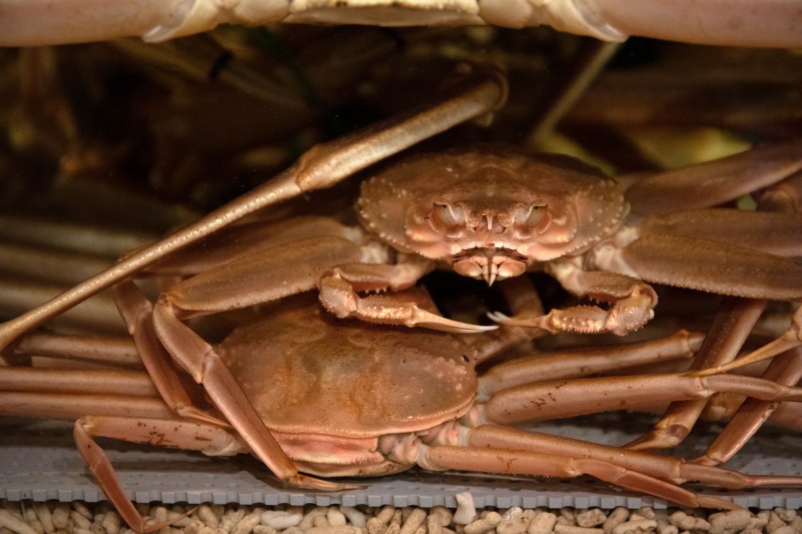 舞鶴 魚料理 魚源 東舞鶴店