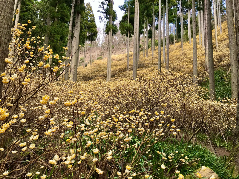 ミツマタの群生地