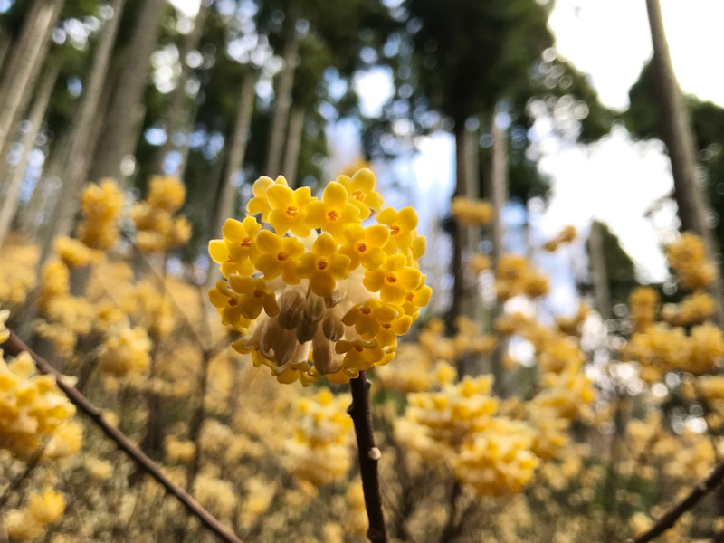 ミツマタの群生地