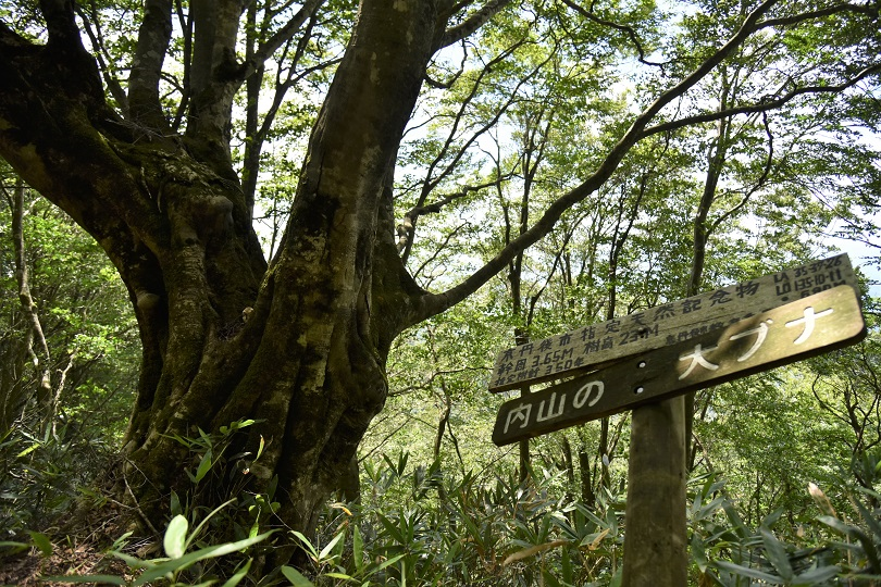 海の京都Times【里山ブナ林が育てる生態系】を公開しました 