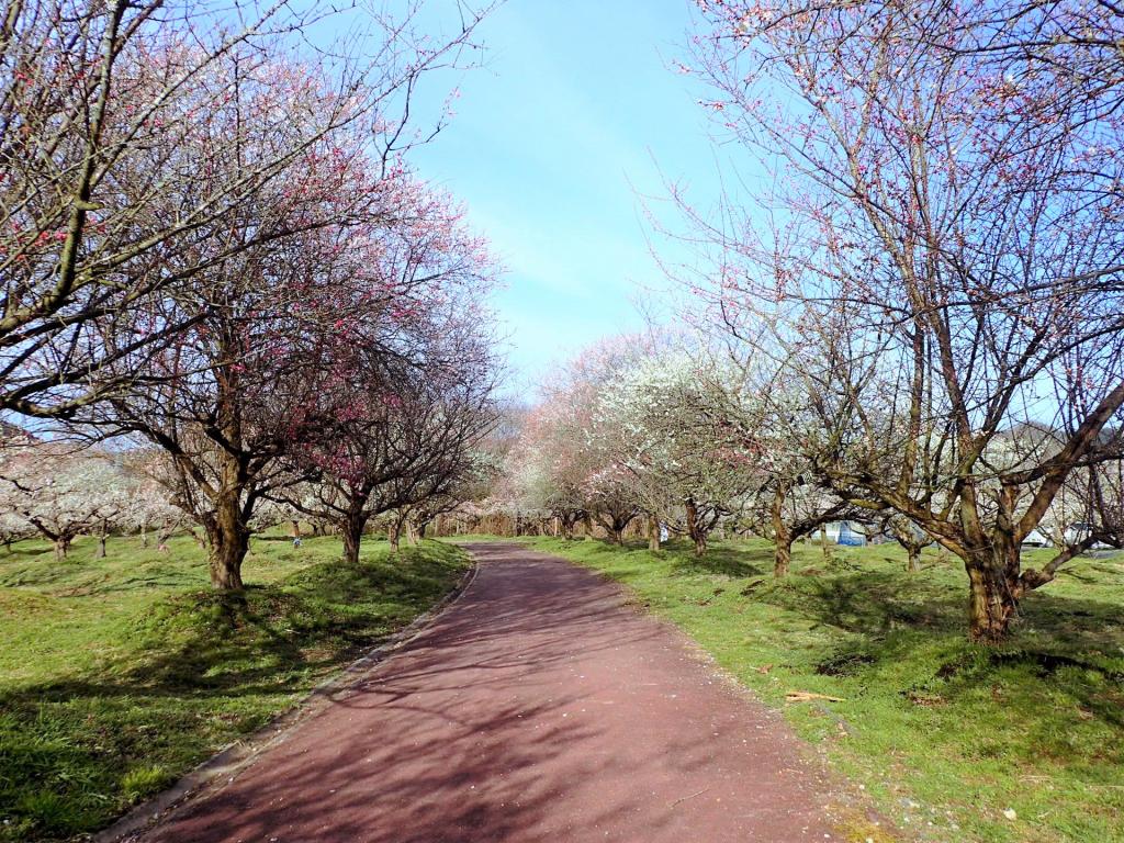 綾部市梅林公園「うめ梅まつり」（3月21日）