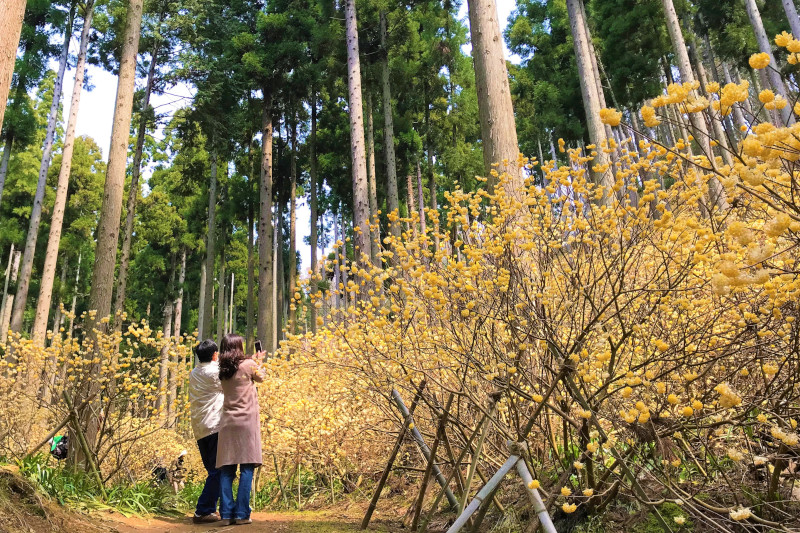 ミツマタ群生地