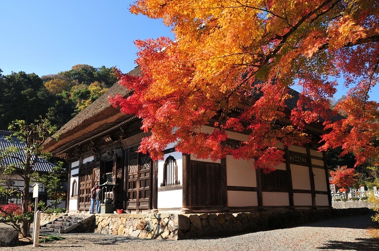 紅葉だよりの発信を始めました（綾部地域本部）